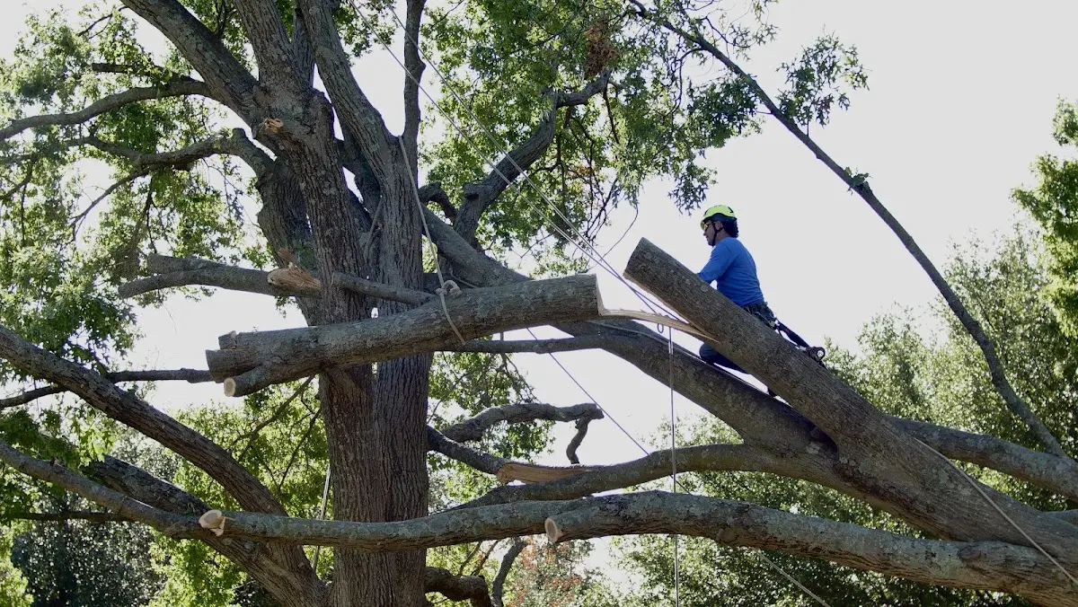 Professional Crown Thinning performed by certified arborists in Rockbridge